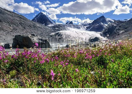 A colorful view on the Sophia glacier the river pointed snowy peaks of the mountains and bright flowers of chamomile and willow-tea on a sunny summer day