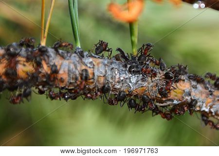 The ant lifeRed Ants crawling on tree