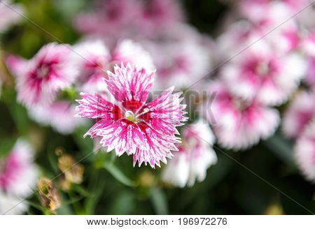 Beautiful Dianthus Flower (dianthus Chinensis) Blossoming In The Gardern