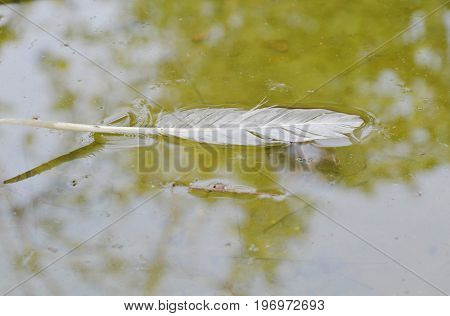 white bird feather fall and floating on water surface in canal
