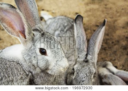 Grey rabbit sitting in a cage, close-up