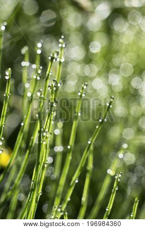 Stems of horsetail with dew drops early on a summer morning