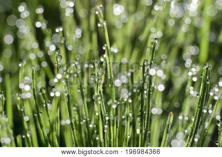 Stems of horsetail with dew drops and bokeh beautiful summer morning