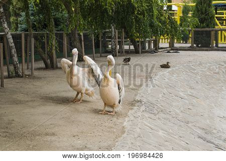 Two pelicans stand and show wings to everyone