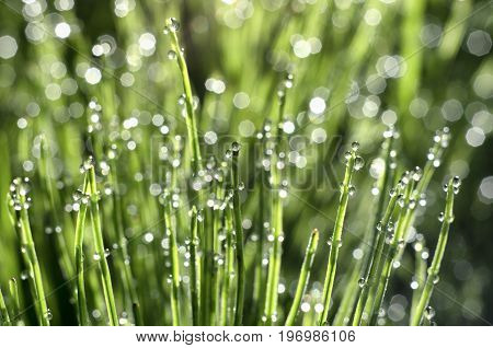 Stems of horsetail with dew drops and bokeh beautiful summer morning