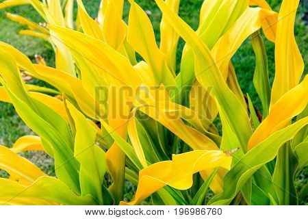 Golden Crinum (Crinum xanthophyllum) is also known as Thai Yellow Crinum and is native to Melanesia