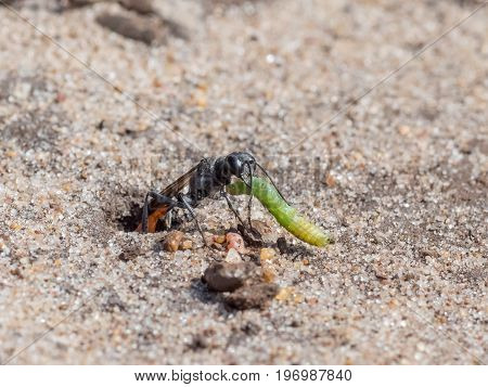 Heath Sand Wasp (ammophila Pubescens) Pulling Larva Grub Prey Into Its Sandy Burrow To Stock For Foo