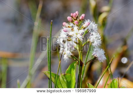 Close-up Of White Bogbean Flower (menyanthes Trifoliata)