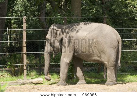 Elefant i Animalfarm