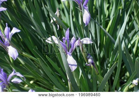 Close Up Of Iris Flower In Spring