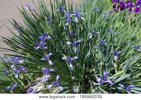 Dense Clumping Plant Of Iris Sibirica In Bloom