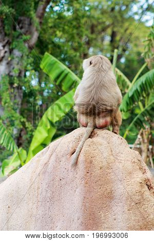 The hamadryas baboon - a species of baboon from the Old World monkey family.