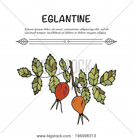 Handdrawn vector doodle logo. Autumn illustration with eglantine berries.