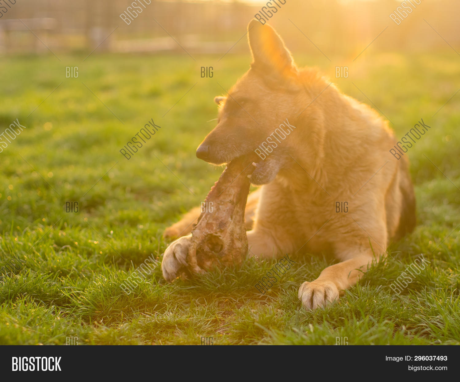 German Shepherd Dog Image Photo Free Trial Bigstock