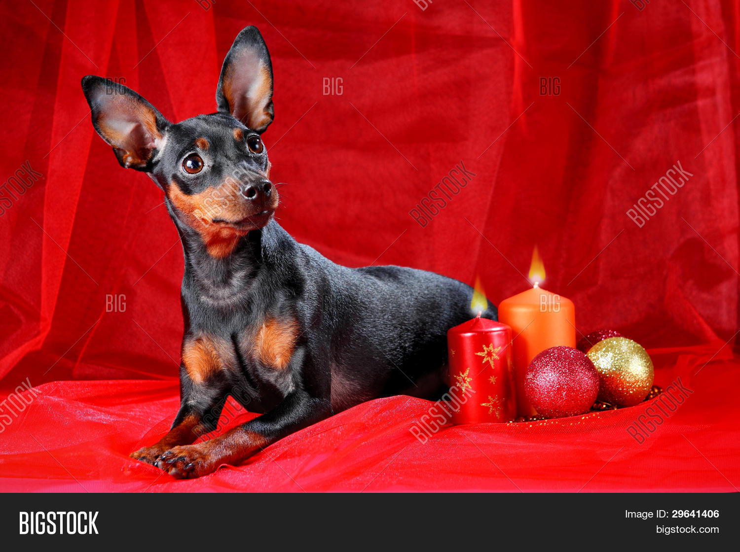 big miniature pinscher