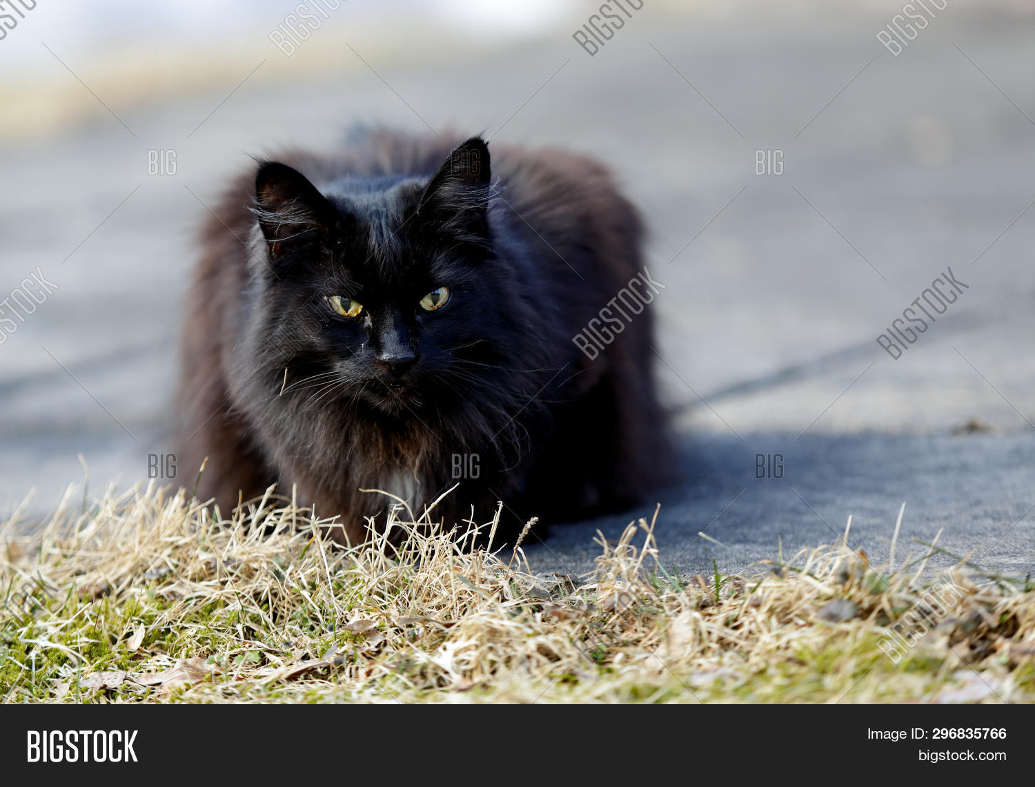 Норвежская Лесная Кошка Черная Фото