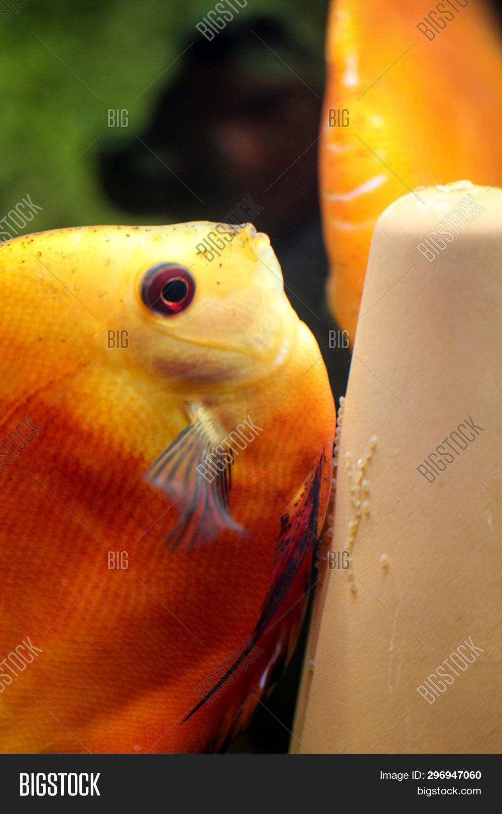 Discus Fish Laying Egg Image & Photo (Free Trial) Bigstock