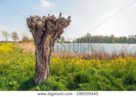 Old And Recently Pruned Pollard Willow Tree On The Bank Of A Lake. The Photo Was Taken In The Beginn