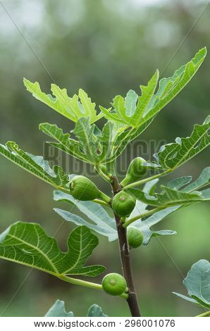 Young Figs On The Branch Of A Fig Tree  On The Branch Of A Fig Tree. Green Fresh Figs. Fruits Of Fig