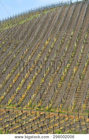 Oltrepo Pavese, Pavia, Lombardy, Italy: Country Landscape Of The Vineyards In Springtime (april)