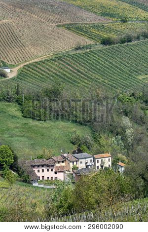 Oltrepo Pavese, Pavia, Lombardy, Italy: Country Landscape Of The Vineyards In Springtime (april)