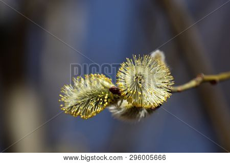 Pussy Willow Flowers On The Branch, Blooming Verba In Spring Forest. Palm Sunday Symbol, Easter Back