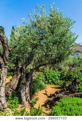 The ancient Garden of Gethsemane in holy Jerusalem. In Gethsemane grow very ancient olives. The concept of historical, religious and ethnographic tourism