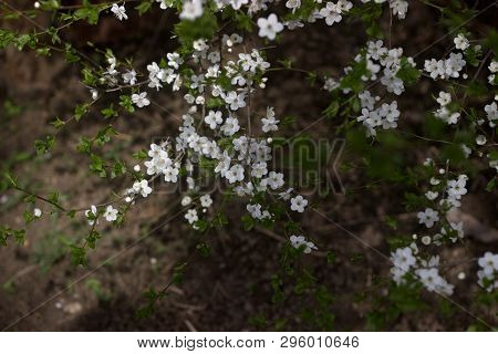 Cherry Plum Branches With White Flowers And Young Leaves, Spring Concept.