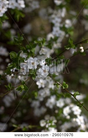 Cherry Plum Branches With White Flowers And Young Leaves, Spring Concept.