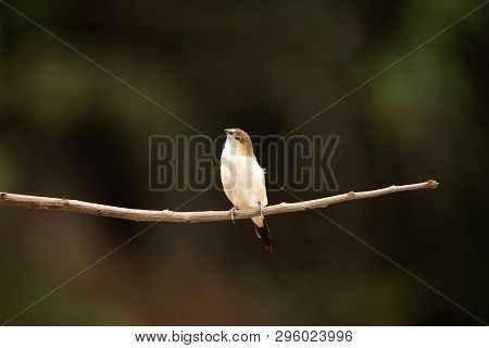 Indian Silverbill, Euodice Malabarica At Hampi In Karnataka, India