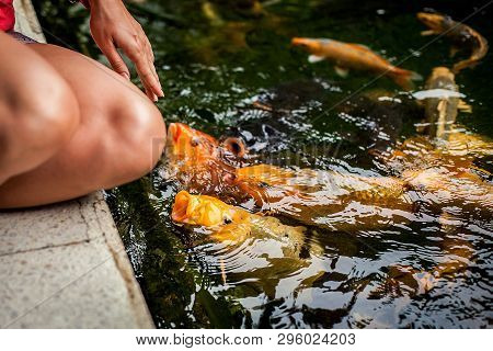 Feeding Fish. Koi Fish In Pond In The Garden. Colorful Decorative Fish Float In An Artificial Pond.