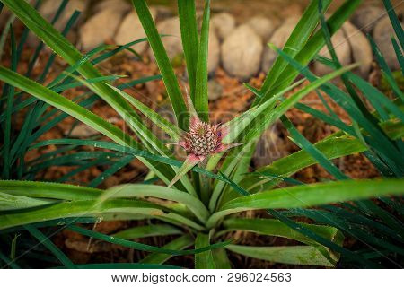 Young Pineapple Fruit Ready In Its Stage To Sprout. The Sapling Of Pineapple Grown From The Soil.