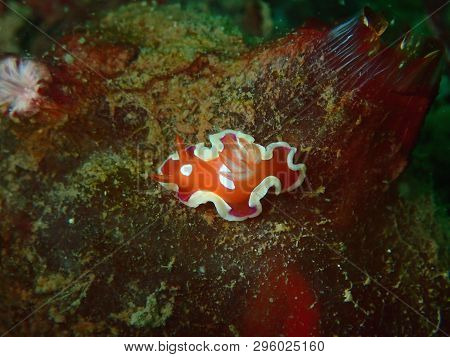 Closeup And Macro Shot Of Nudibranch Chromodorididae Variable Noumea During Leisure Dive Underwater 