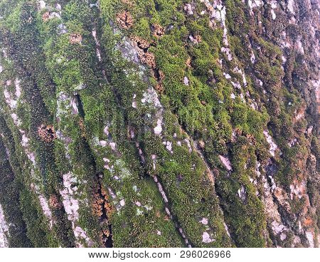 The Background Green Texture Is Tree Bark