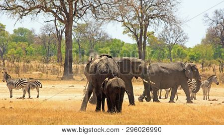 Elephants And Zebras On The Dry Yellow Plains Of Africa With A Natural Bush And Tree Background In H
