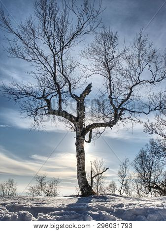 Bent Alone Tree In Sowy Winter Landcape. Alone Tree In The Snow In Winter. Beautiful White Winter