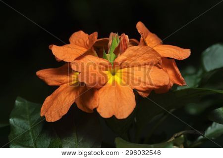 Crossandra Infundibuliformis At Wai In Maharashtra, India