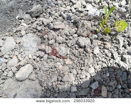 Red Soldier Bug With Black Dots. Bugs Bask In Sun. Spilostethus Pandurus