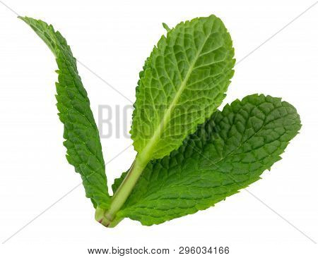 Fresh Raw Mint Leaves Isolated On White Background.