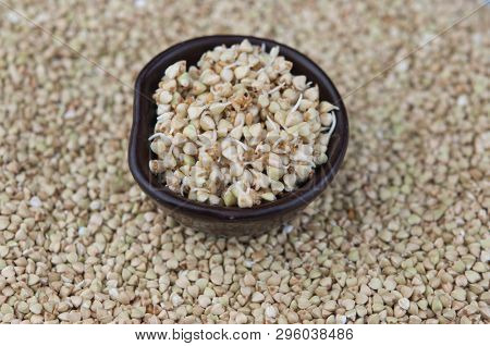Sprouts of green buckwheat on white background. Macro shot raw organic buckwheat plant. Vegan germinated sprouts, vegetarian cuisine. Healthy diet buckwheat porridge food. 