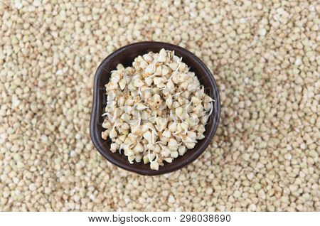 Sprouts of green buckwheat on white background. Macro shot raw organic buckwheat plant. Vegan germinated sprouts, vegetarian cuisine. Healthy diet buckwheat porridge food. 