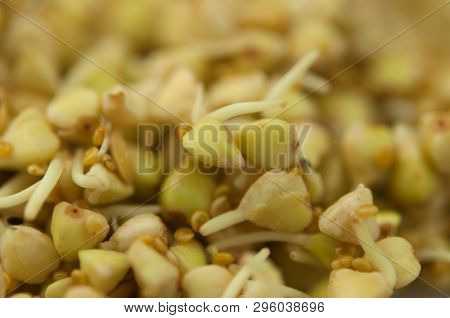 Sprouts of green buckwheat on white background. Macro shot raw organic buckwheat plant. Vegan germinated sprouts, vegetarian cuisine. Healthy diet buckwheat porridge food. 