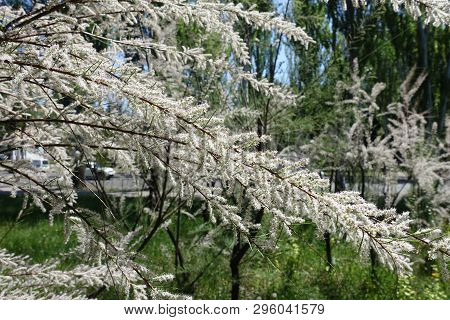 Blossoming Branches Of Tamarix Ramosissima In May