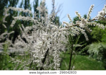 Pale Pink Flowers On Branch Of Tamarix Ramosissima