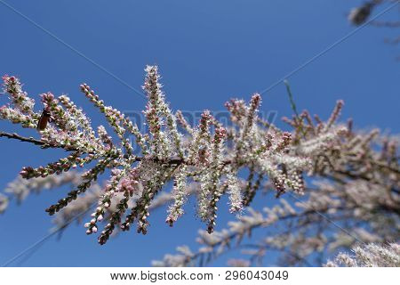 Pink Flowers And Buds Of Tamarix Ramosissima Against Blue Sky