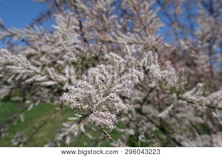 Showy Plumes Of Pale Pink Flowers Of Tamarix Ramosissima