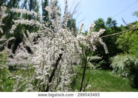 Small Pale Pink Flowers Of Tamarix Ramosissima