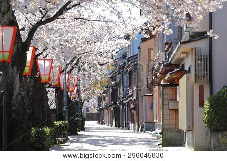 Cherry Blossom Higashiyama Teahouse Old House Street Kanazawa Japan