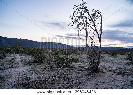 Dead Ocotillo Cactus Plant Lying On The Ground At The Ocotillo Patch In Joshua Tree National Park In
