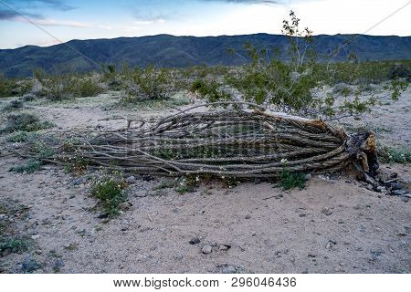 Dead Ocotillo Cactus Plant Lying On The Ground At The Ocotillo Patch In Joshua Tree National Park In